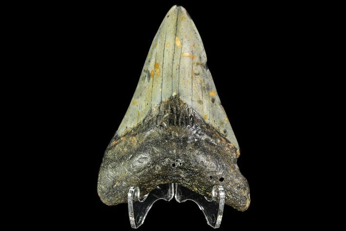 Fossil Megalodon Tooth - North Carolina #109898
